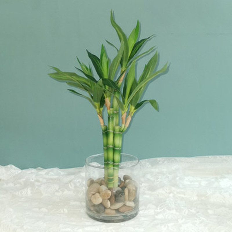 Aquarium Plant Nursery - New 40cm rFtificial Lucky Bamboo Succulent