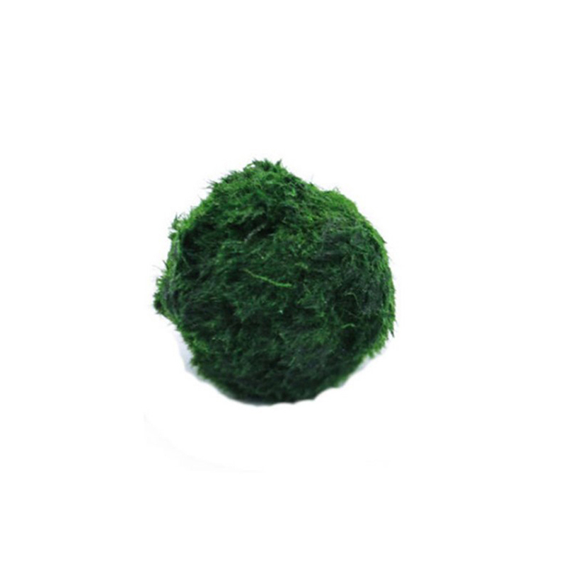 Aquarium Plant Roots - Marimo Moss Balls Live Aquarium Plant