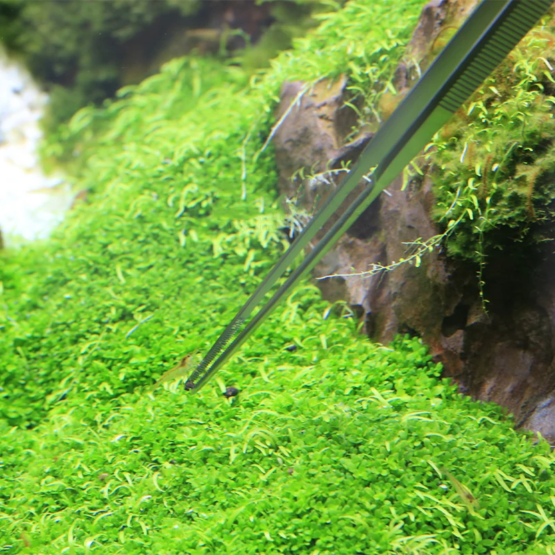 VIV ADA Quality Aquatic Pro Tw - огляд і ціна Planted Aquarium Ada