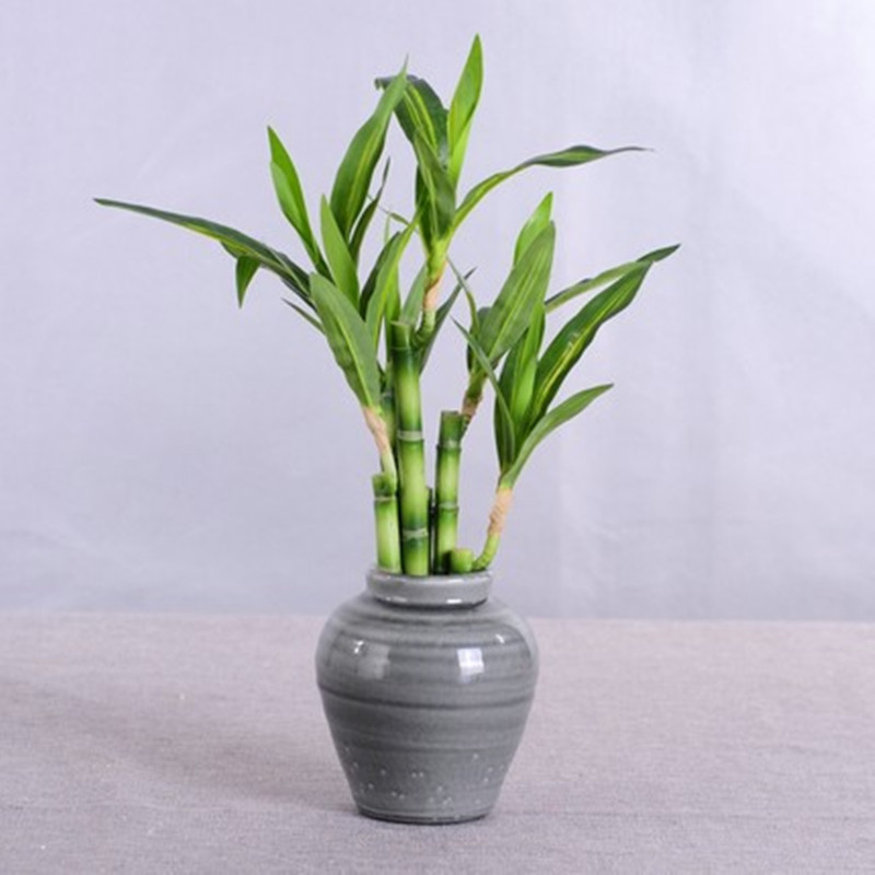 New 40cm rFtificial Lucky Bamb - огляд і ціна Aquarium Plant Nursery