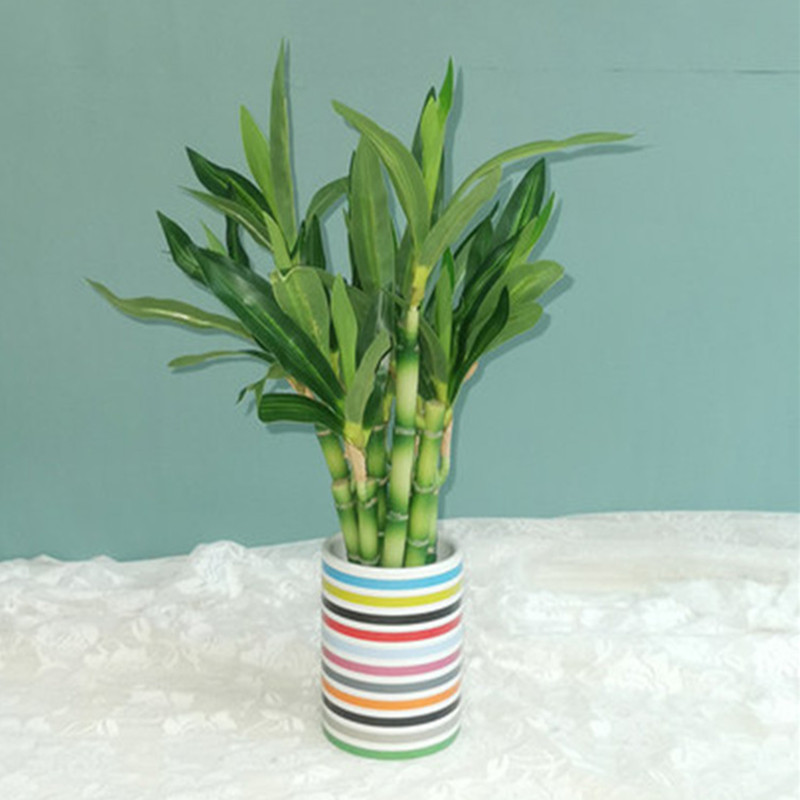 New 40cm rFtificial Lucky Bamb - огляд і ціна Aquarium Plant Nursery