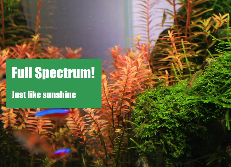 Chihiros C Series ADA Style Pl - огляд і ціна Planted Aquarium Ada
