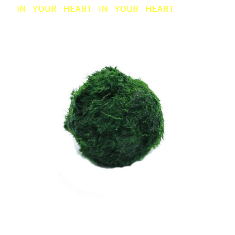 【X】3-4cm Marimo Moss Balls Liv - огляд і ціна Aquarium Plant Roots