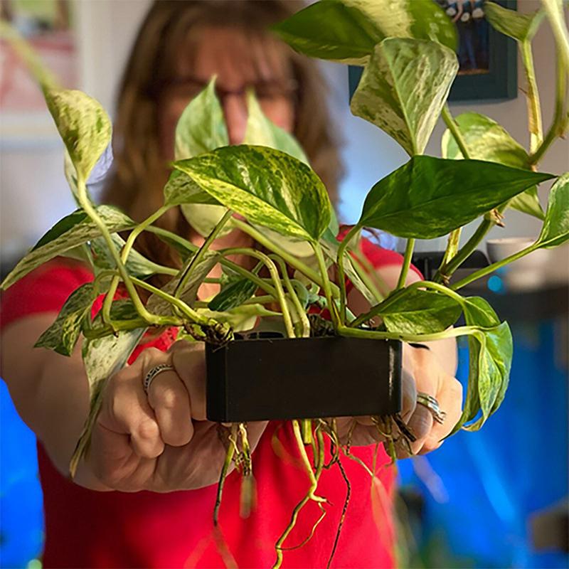 1 2 3Pcs Aquarium Plant Suppor - огляд і ціна Aquarium Planted Setup