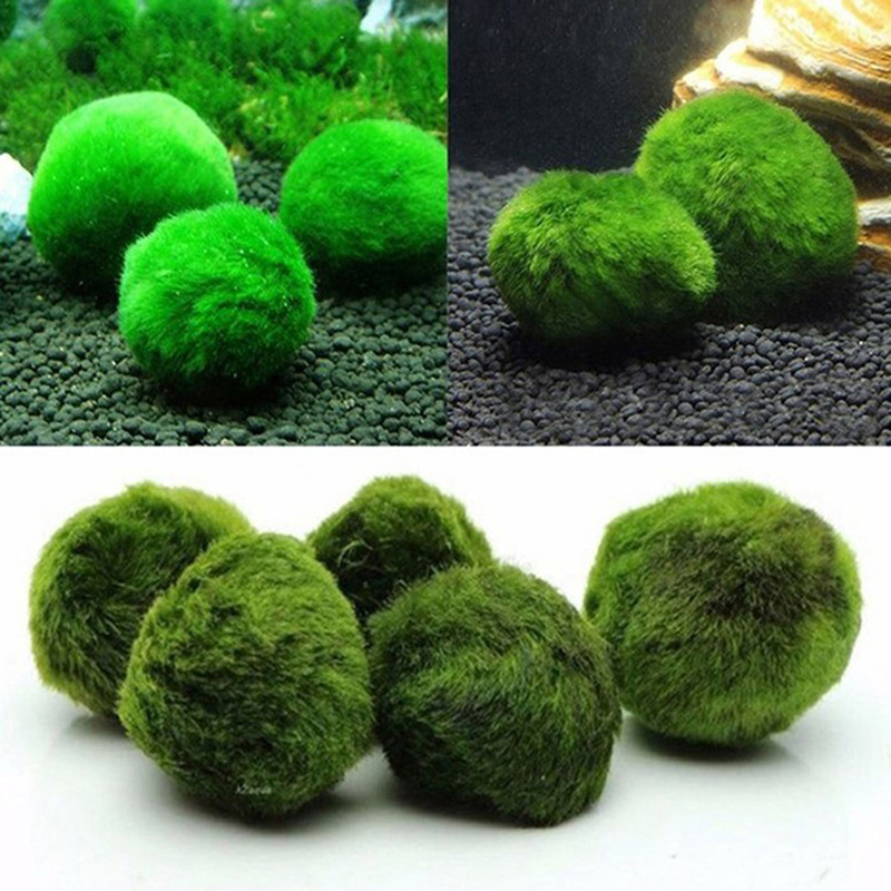 Marimo Moss Balls Live Aquariu - огляд і ціна Aquarium Plant Roots