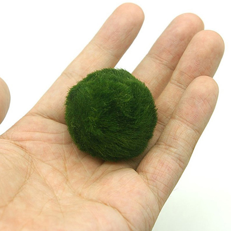 Marimo Moss Balls Live Aquariu - огляд і ціна Aquarium Plant Roots