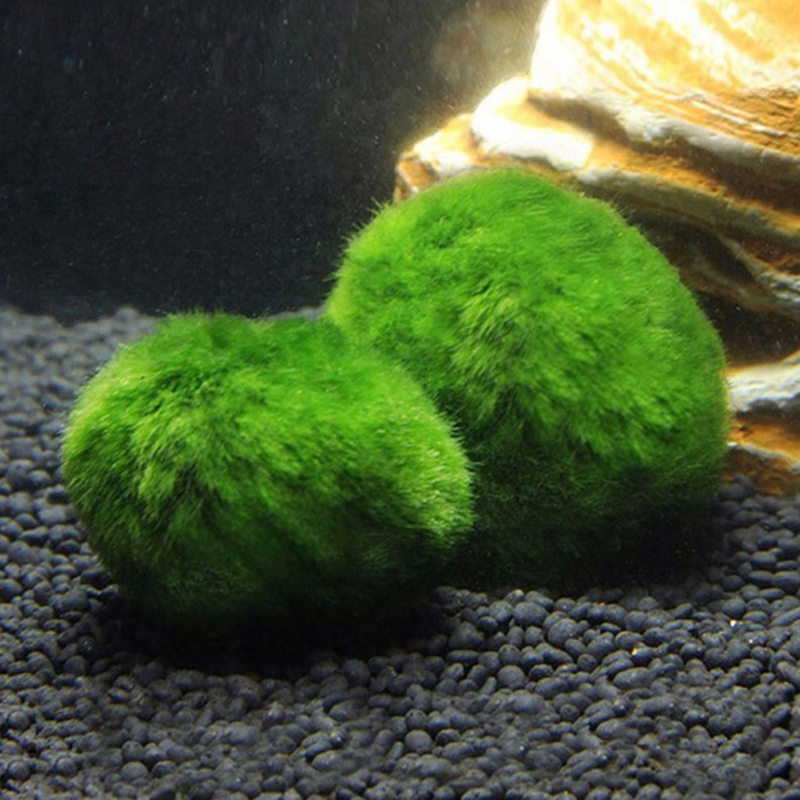 Marimo Moss Balls Live Aquariu - огляд і ціна Aquarium Plant Roots