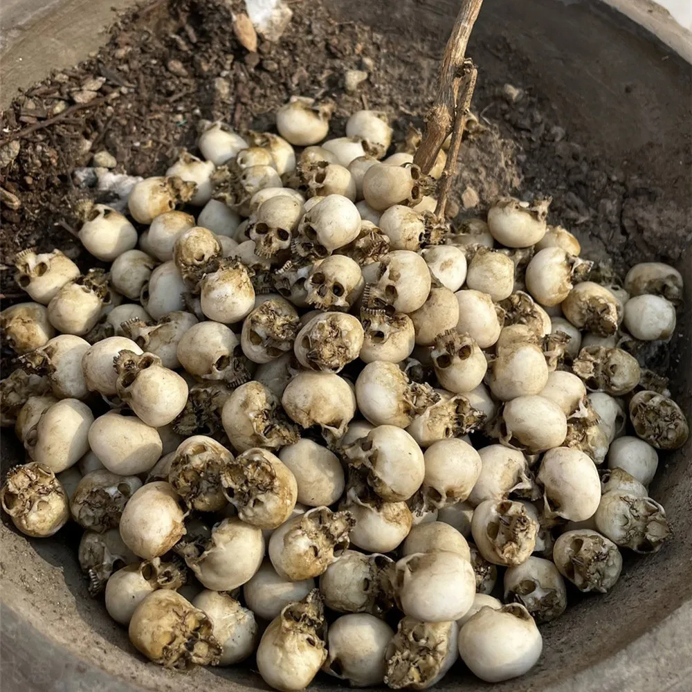 Mini Skull High Quality Miniat - огляд і ціна Aquarium Plant Nursery