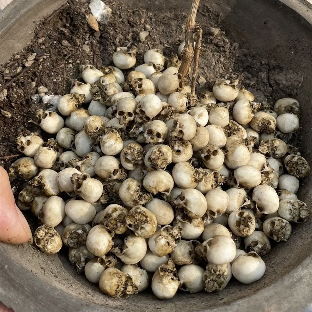 Mini Skull High Quality Miniat - огляд і ціна Aquarium Plant Nursery