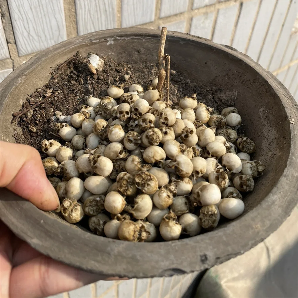 Mini Skull High Quality Miniat - огляд і ціна Aquarium Plant Nursery