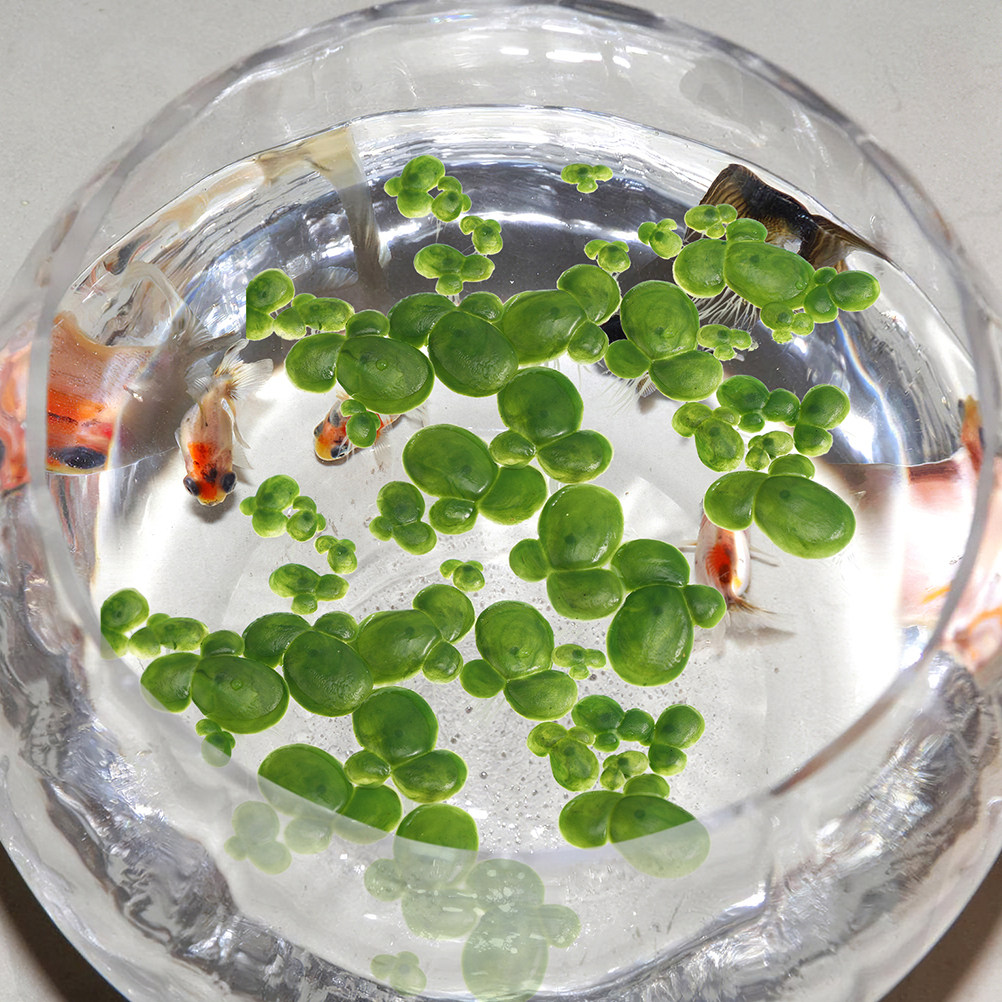 6Pack Artificial Floating Duck - огляд і ціна Aquarium Plant Roots